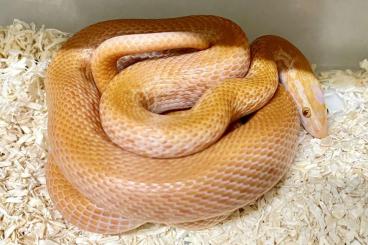 Snakes kaufen und verkaufen Photo: Boaedon sp. - Hausschlangen