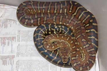 Snakes kaufen und verkaufen Photo: Morelia bredli - Centralian Carpet Python