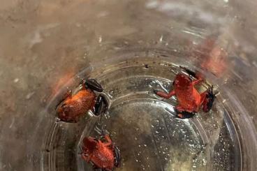 Poison dart frogs kaufen und verkaufen Photo: 3 Oophaga pumilio Schwarzbeiner Siquirres 