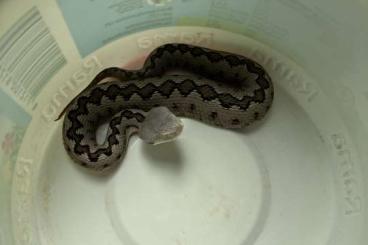 Venomous snakes kaufen und verkaufen Photo: Stülpnasenottern Nachzucht 2023