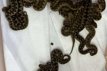 Giftschlangen kaufen und verkaufen Foto: Europäische Hornotter Nachzuchten 