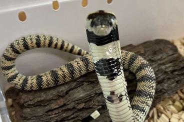 Venomous snakes kaufen und verkaufen Photo: Verschiedene Giftschlangen NZ 24