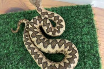 Venomous snakes kaufen und verkaufen Photo: europäische Hornvipern (Montenegro) Venomous snakes kaufen und verkaufen Photo: europäische Hornvipern (Montenegro)