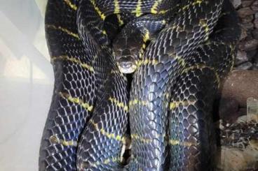 Venomous snakes kaufen und verkaufen Photo: boiga dendrophila abzugeben