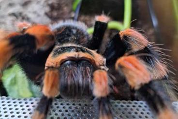 Vogelspinnen kaufen und verkaufen Foto: Suche 0.2 Brachypelma smithi 