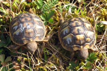 Tortoises kaufen und verkaufen Photo: Griechische Landschildkröten, Testudo hermanni hermanni