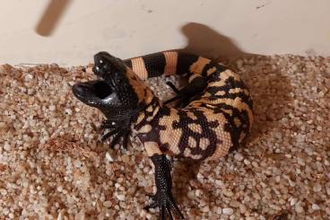 Echsen  kaufen und verkaufen Foto: Gila Monsters - Heloderma suspectum