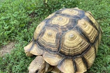 Landschildkröten kaufen und verkaufen Foto: Sulcata +30kg & testudo hh