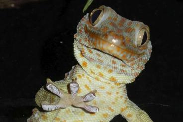 Geckos kaufen und verkaufen Foto: 3.0 Gekko gecko, Tokeh Männchen, eig. Nachzucht 2024