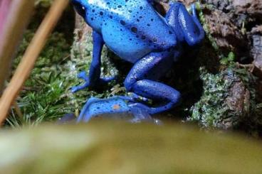 Pfeilgiftfrösche kaufen und verkaufen Foto: Dendrobates tinctorius azureus