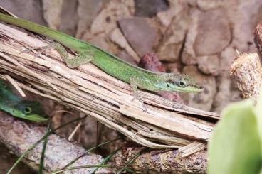 Lizards kaufen und verkaufen Photo: Anolis roquet summus Nachzuchten