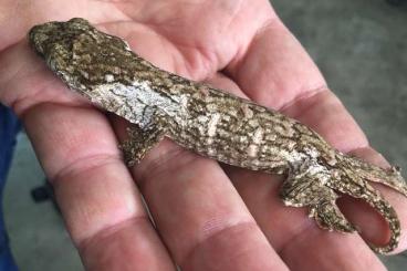 Geckos kaufen und verkaufen Foto: R. Leachianus Leachianus s.p