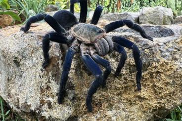 Spinnen und Skorpione kaufen und verkaufen Foto: New available spiderlings for fairs or sending