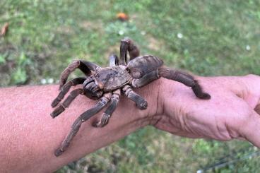 Spinnen und Skorpione kaufen und verkaufen Foto: Spiderlings for fair in Weinstadt