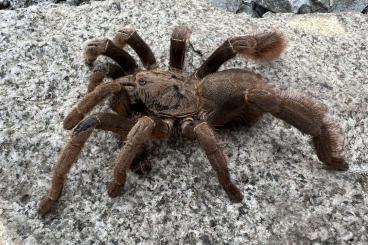 Spinnen und Skorpione kaufen und verkaufen Foto: Tarantulas Pilsen 14.12. and Prague 21.12.