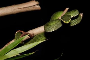 Venomous snakes kaufen und verkaufen Photo: Some pitvipers for Hamm in December