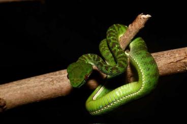 Giftschlangen kaufen und verkaufen Foto: Some pitvipers for Hamm in December