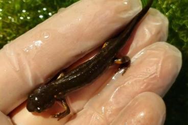 Schwanzlurche kaufen und verkaufen Foto: Für Übergabe Hamm: Japanische Feuerbauchmolche (Cynops pyrrhogaster)