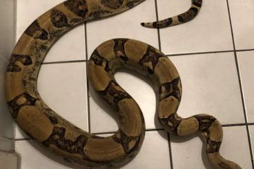 Boas kaufen und verkaufen Photo: 1,0 Boa constrictor imperator kostenlos abzugeben