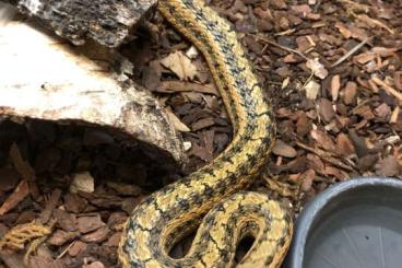 Colubrids kaufen und verkaufen Photo: Elaphe dione, Natrix tessellata