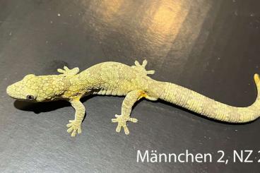 Geckos kaufen und verkaufen Photo: Eurydactylodes, Rhacodactylus, Gehyra