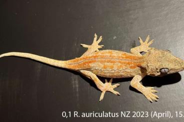 Geckos kaufen und verkaufen Photo: Rhacodactylus auriculatus, Gehyra mutilata