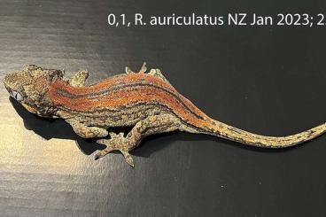 Geckos kaufen und verkaufen Foto: Rhacodacytlus auriculatus, Gehyra mutilata