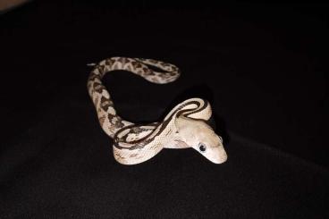 Snakes kaufen und verkaufen Photo: Pituophis c. vertebralis, Bogertophis subocularis 