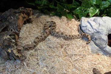 Snakes kaufen und verkaufen Photo: 0.1 Heterodon nasicus Hakennasennatter mit Terrarium günstig