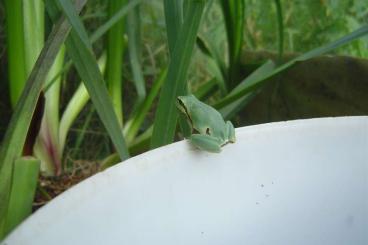 Frösche  kaufen und verkaufen Foto: NZ 2024 Hyla arborea, Europäischer Laubfrosch