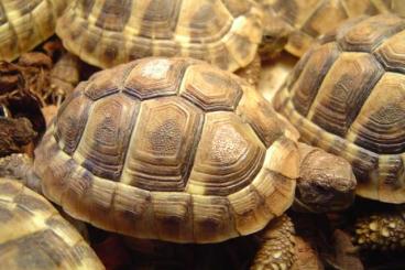 Tortoises kaufen und verkaufen Photo: Testudo hermanni boettgeri, Griechische Landschildkröte