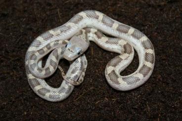 Nattern ungiftige  kaufen und verkaufen Foto: Pantherophis alleghaniensis whiteside 