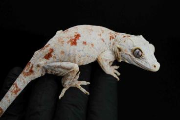 Geckos kaufen und verkaufen Foto: R. auriculatus, gargoyle gecko females