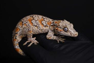 Geckos kaufen und verkaufen Foto:  R. auriculatus, gargoyle gecko, Höckerkopfgecko pairs