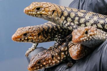 Skinks kaufen und verkaufen Photo: Egernia cunninghami