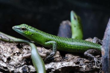 Skinke kaufen und verkaufen Foto:  Lamprolepis smaragdina, Emerald Tree Skink, Smaragdskink