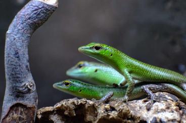 Skinke kaufen und verkaufen Foto:  Lamprolepis smaragdina, Emerald Tree Skink, Smaragdskink