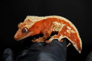 Geckos kaufen und verkaufen Foto: Kronengecko, crested gecko