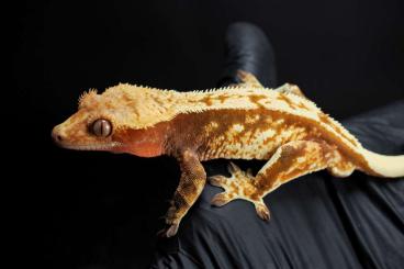 Geckos kaufen und verkaufen Foto: male ciliatus red and white