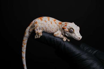 Geckos kaufen und verkaufen Photo: 1.1 R. auriculatus, gargoyle gecko