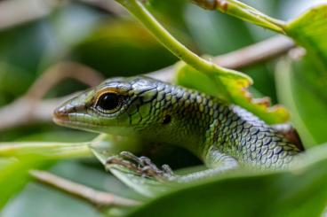 Skinks kaufen und verkaufen Photo: Lamprolepis smaragdina, Smaragdskink, Emerald Tree Skink