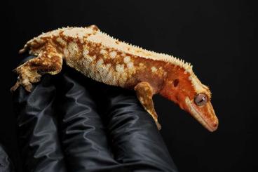 Geckos kaufen und verkaufen Foto: Crested Geckos, Kronengeckos, C. ciliatus