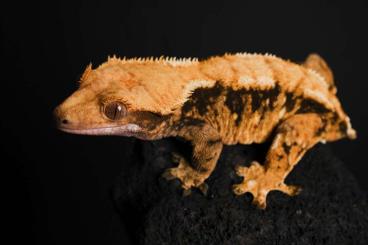 Geckos kaufen und verkaufen Foto: adult crested geckos, Kronengecko, ciliatus