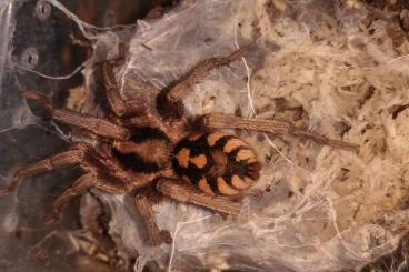 - bird spiders kaufen und verkaufen Photo: Hapalopus formosus 1-2 Fh 