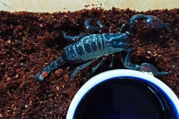 Scorpions kaufen und verkaufen Photo: 1.0 Pandinus viatoris ENZ
