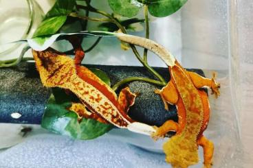 Geckos kaufen und verkaufen Photo: Rhacodactylus ciliatus - complete breeding