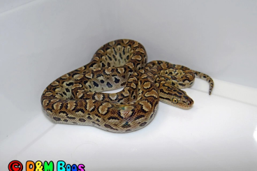 Schlangen kaufen und verkaufen Foto: 6,3 Epicrates cenchria alvarezi (Argentine Rainbow Boa) CB 2023