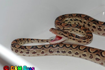 Schlangen kaufen und verkaufen Foto: Epicrates cenchria alvarezi - Argentine Rainbow Boa