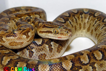 Schlangen kaufen und verkaufen Foto: Argentine Rainbow Boa - CB 2017 Schlangen kaufen und verkaufen Foto: Argentine Rainbow Boa - CB 2017