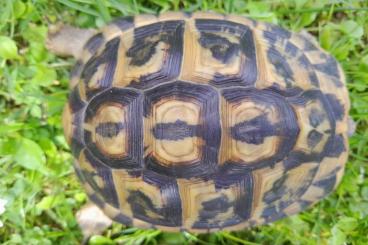 Schildkröten  kaufen und verkaufen Foto: Pärchen Testudo hermanni hermanni 